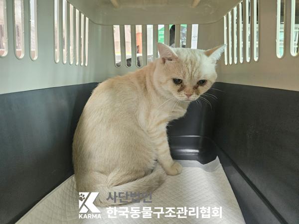 보호중 브리티시 쇼…